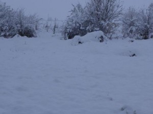 Bulgarian snow field